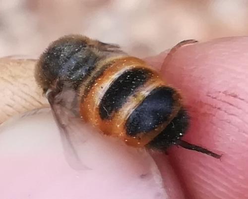 Astomella hispaniae